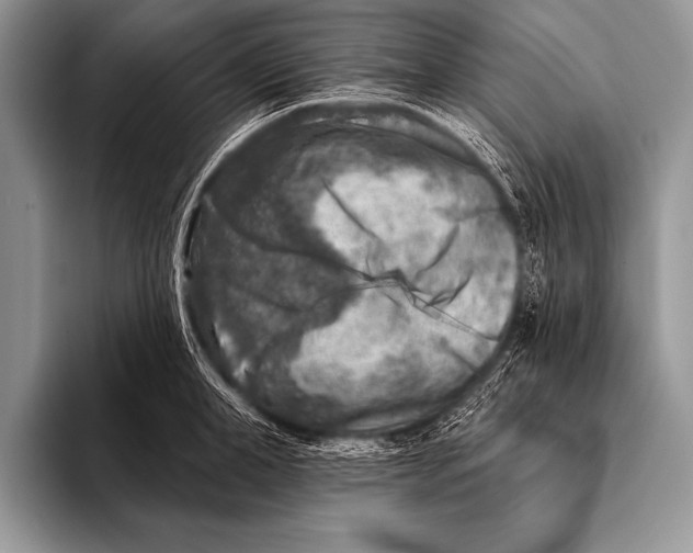 X0000096190998200802081516