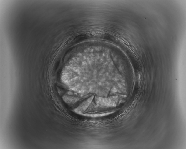 X0000096191009200802081515