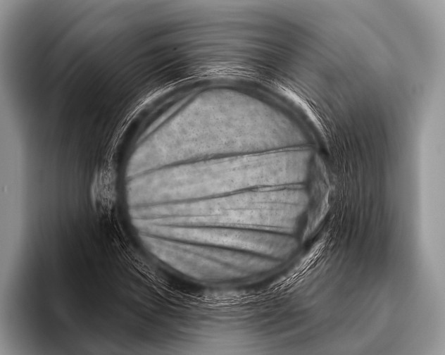 X0000096191019200802081515