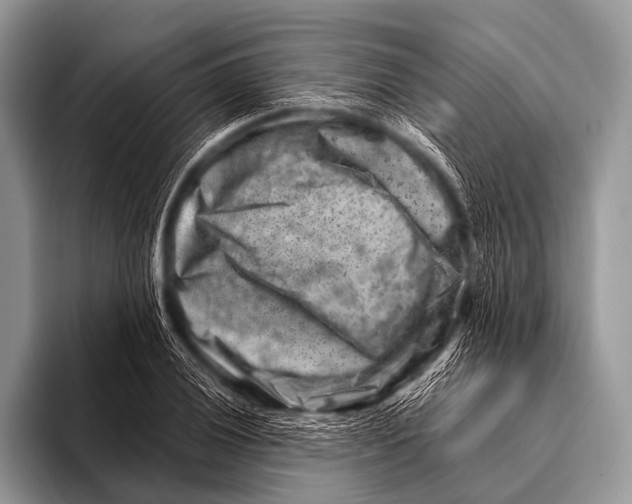 X0000096191028200802081515