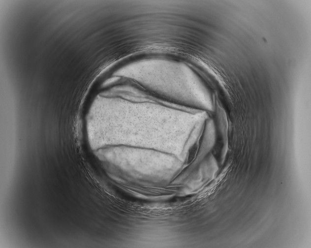 X0000096191029200802081515