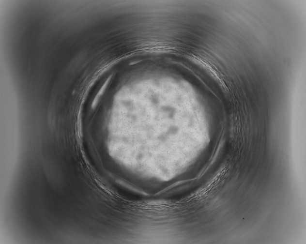 X0000096191031200802081515