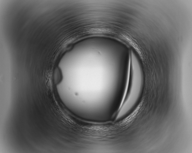 X0000096191033200802081516