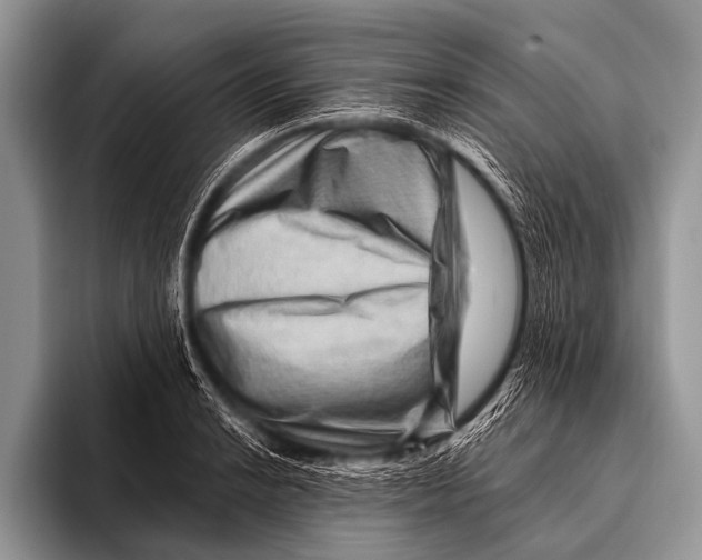 X0000096191038200802081516