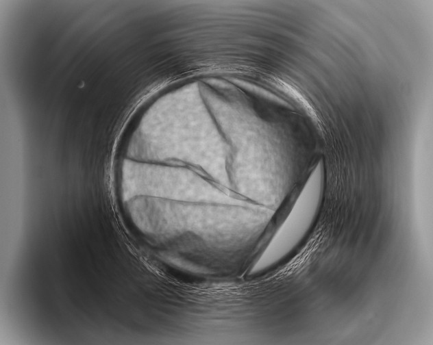 X0000096191043200802081516