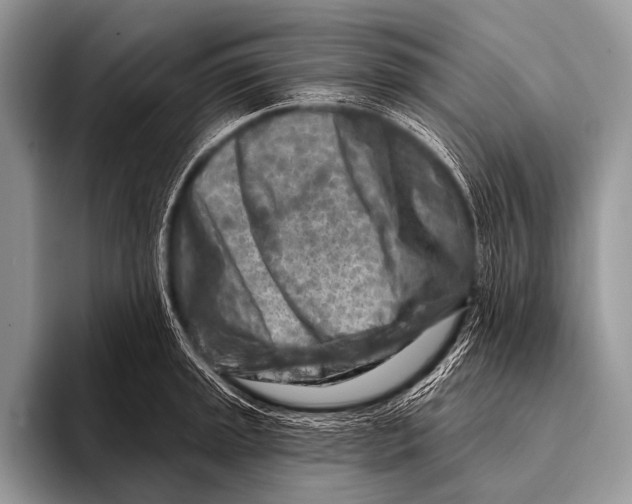 X0000096191045200802081516