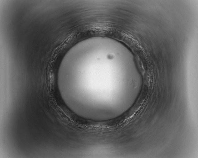 X0000096191061200802081515