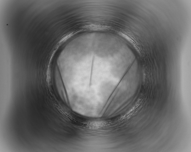 X0000096191074200802081515