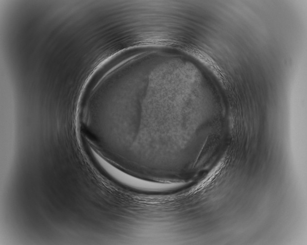 X0000096191077200802081515