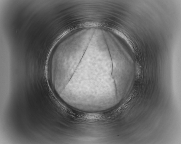 X0000096191090200802081515