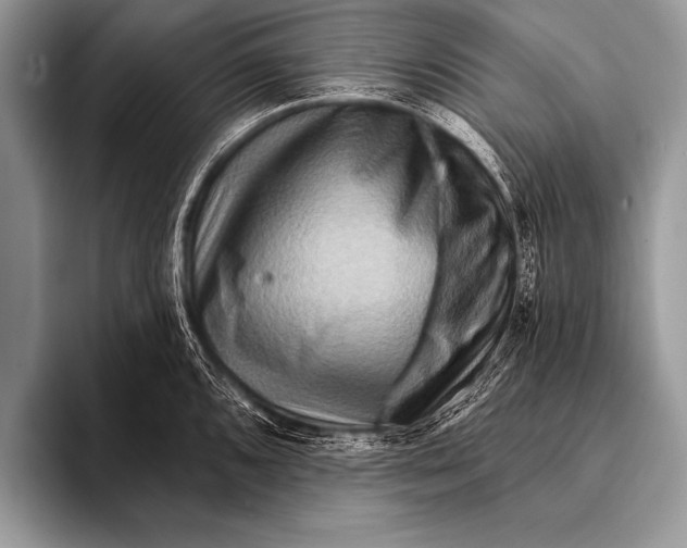 X0000096191096200802081515