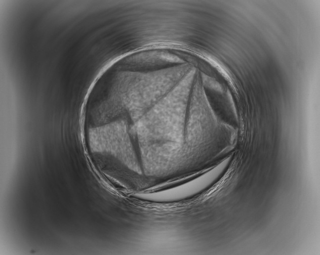 X0000096191102200802081515