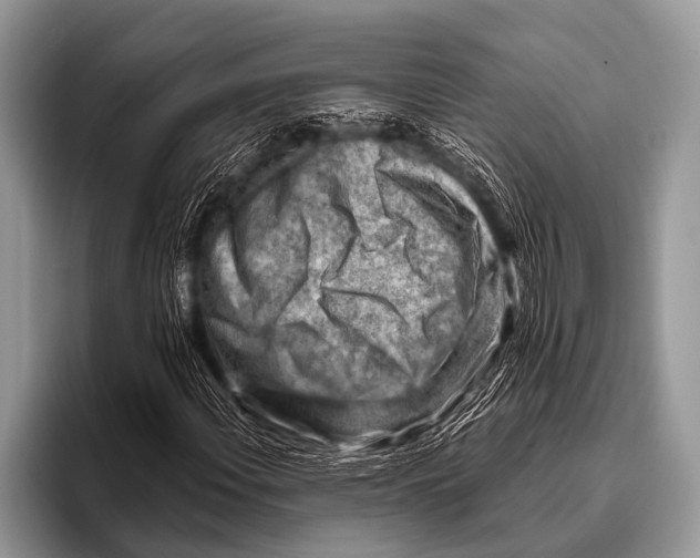 X0000096191108200802081514