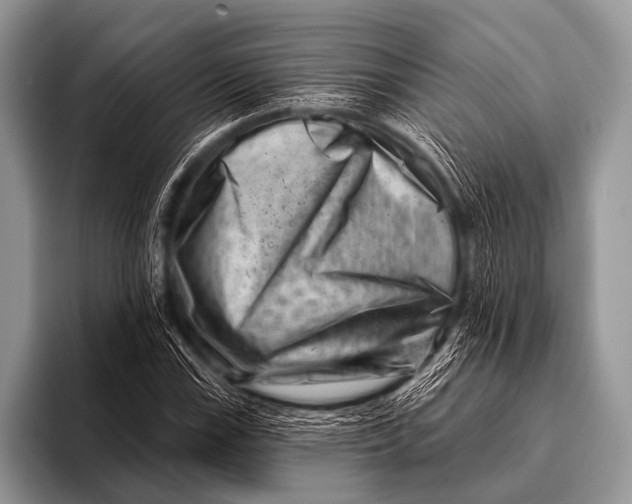 X0000096191115200802081514