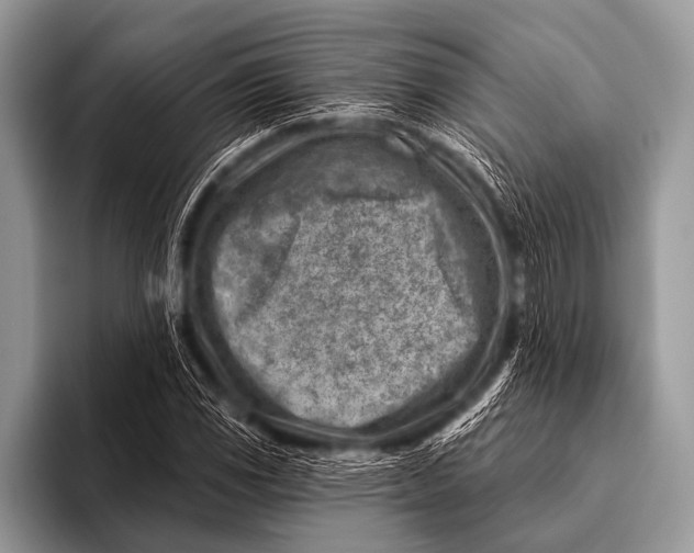 X0000096191117200802081514