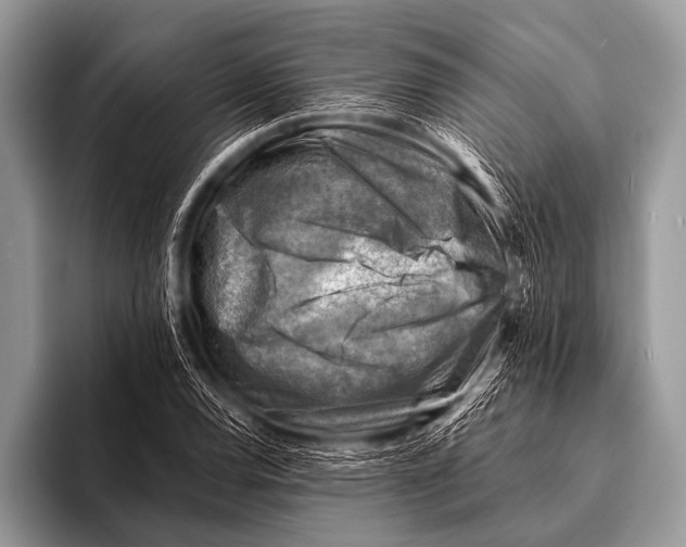 X0000096191120200802081514