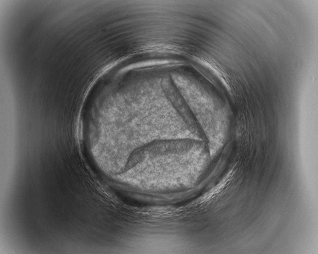 X0000096191125200802081514