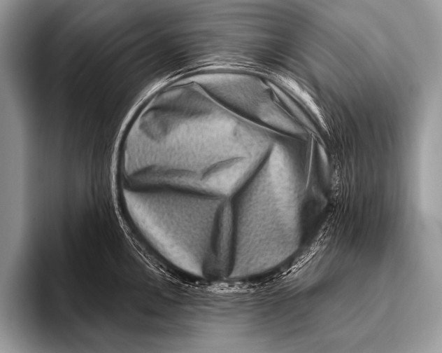 X0000096191146200802081514