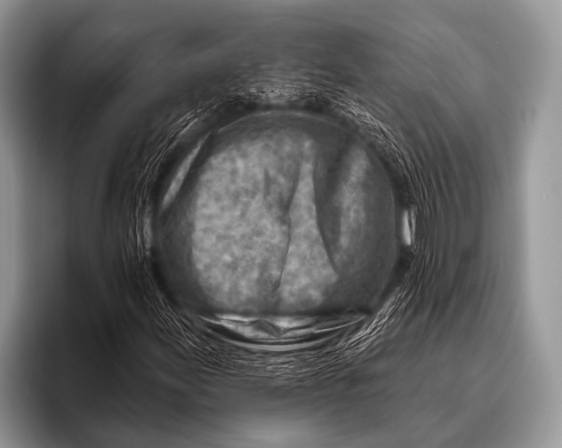 X0000096191155200802081514