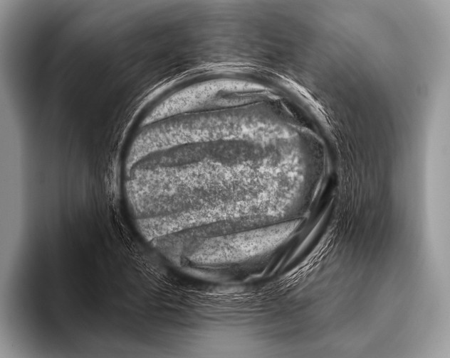 X0000096191174200802081514