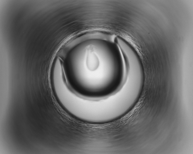 X0000096191181200802081514