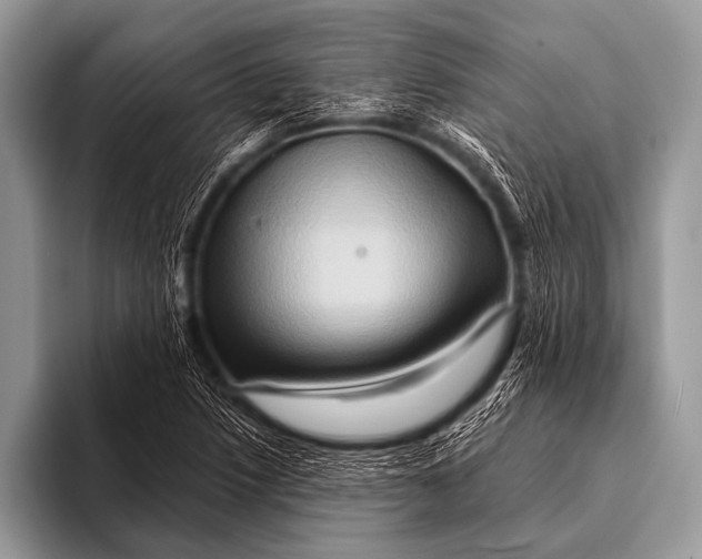 X0000096191218200802081513