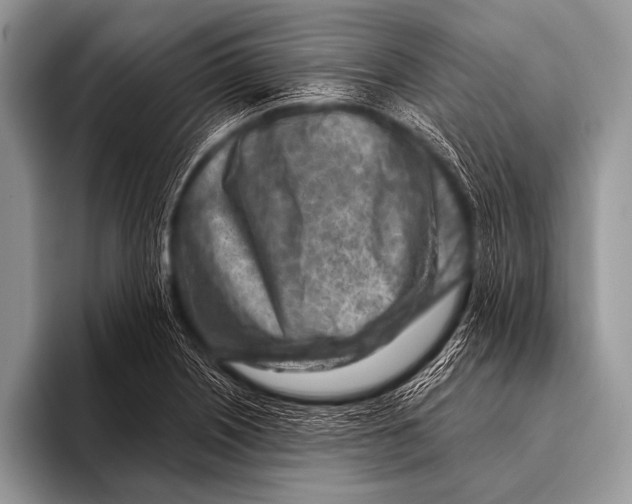 X0000096191226200802081513