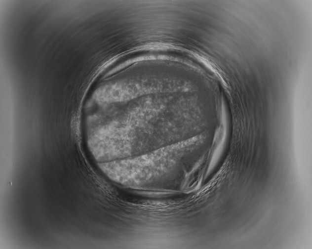 X0000096191229200802081513