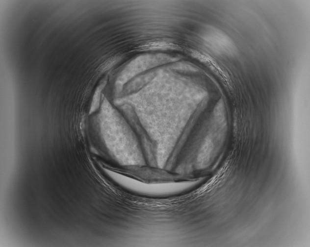 X0000096191233200802081513