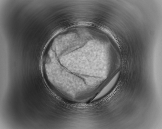 X0000096191235200802081513