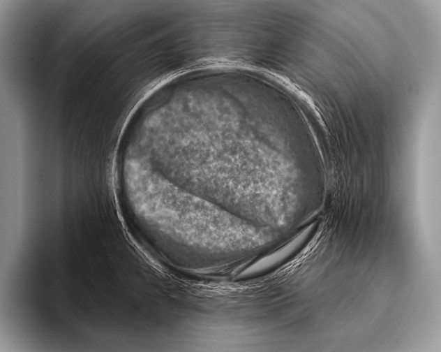 X0000096191239200802081513