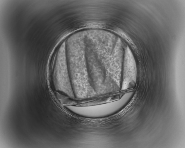 X0000096191240200802081513