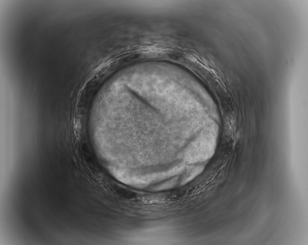 X0000096191254200802081513