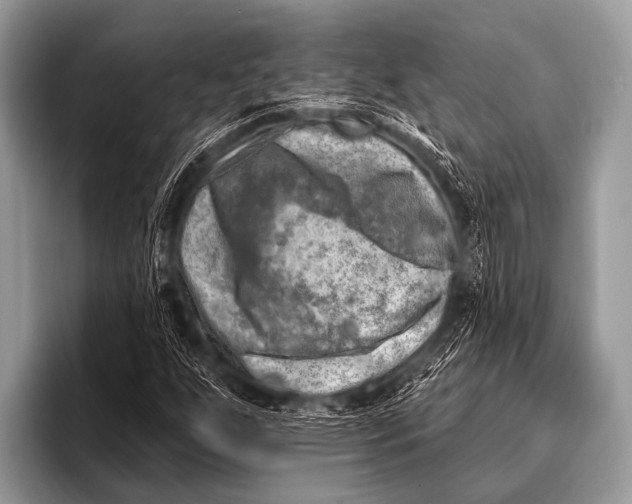 X0000096191255200802081513