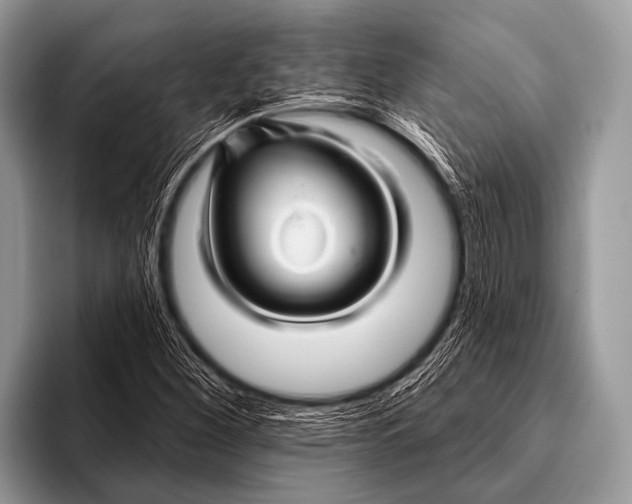 X0000096191260200802081513