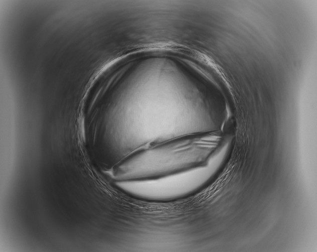 X0000096191320200802081512