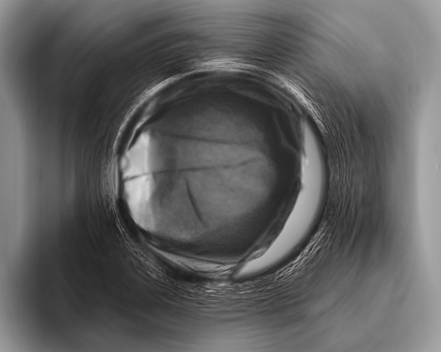 X0000096191323200802081512