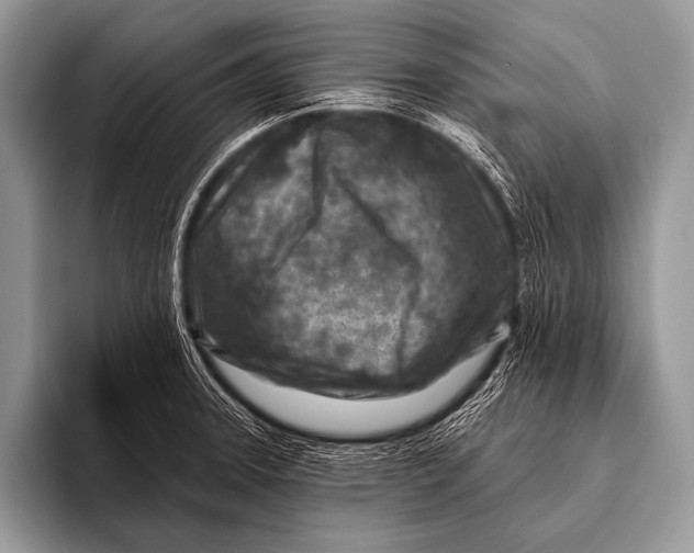 X0000096191331200802081512