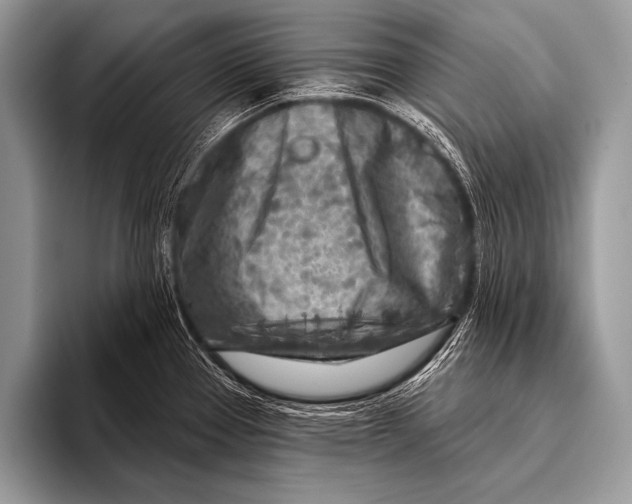 X0000096191337200802081512