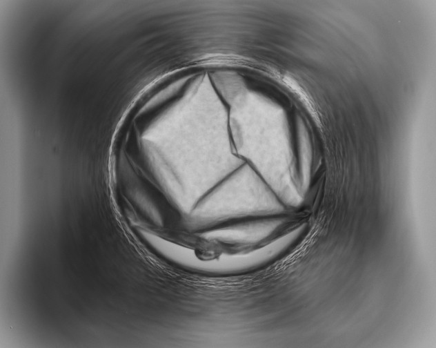 X0000096191376200802081511