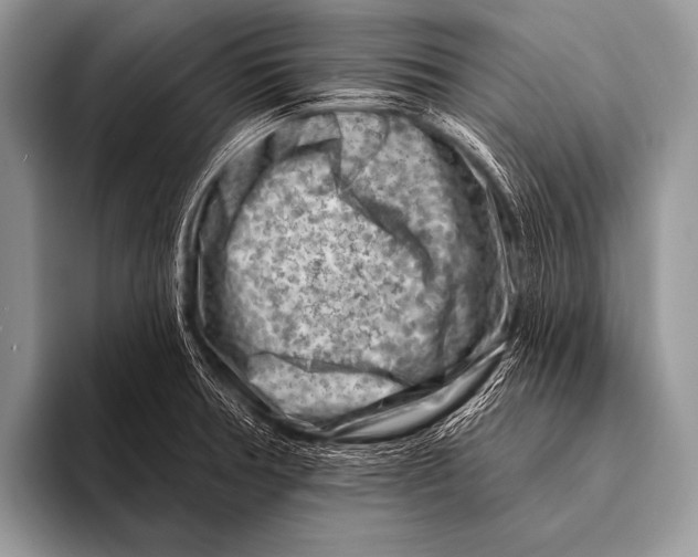 X0000096191378200802081511