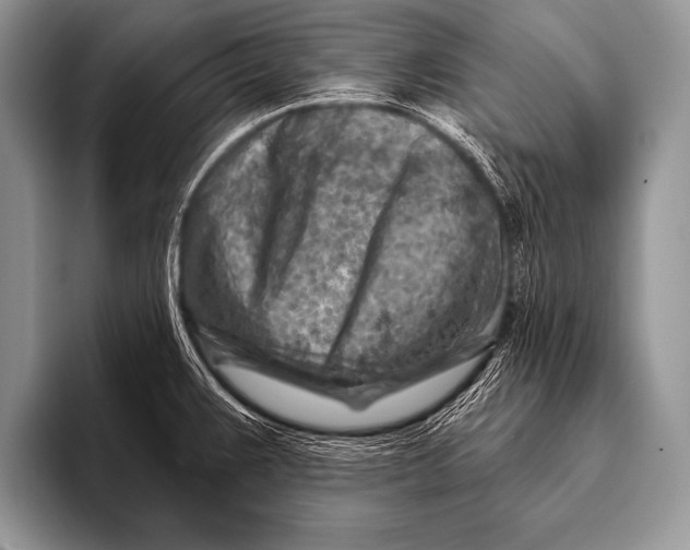 X0000096191383200802081511