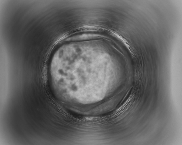 X0000096191411200802081510