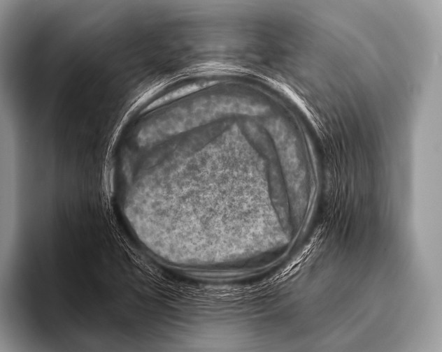 X0000096191413200802081510