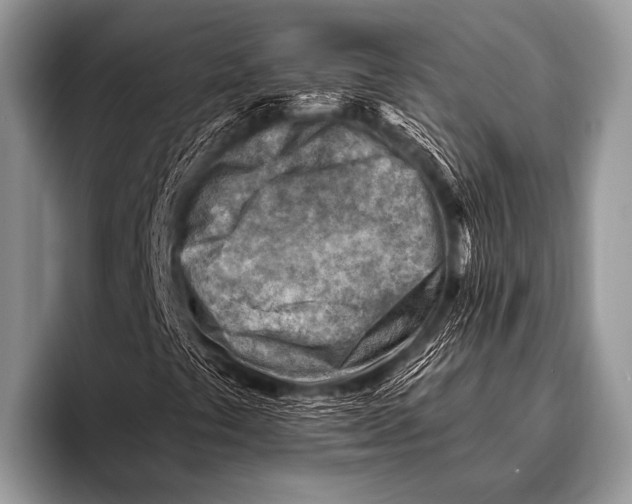 X0000096191441200802081510