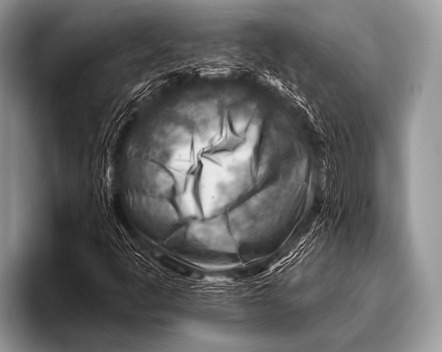 X0000096191445200802081510