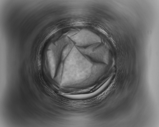 X0000096191450200802081510