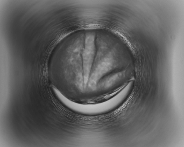 X0000096191457200802081510