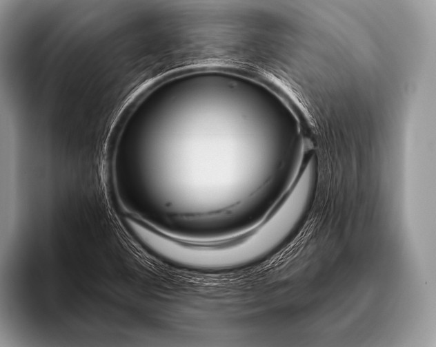 X0000096191460200802081510