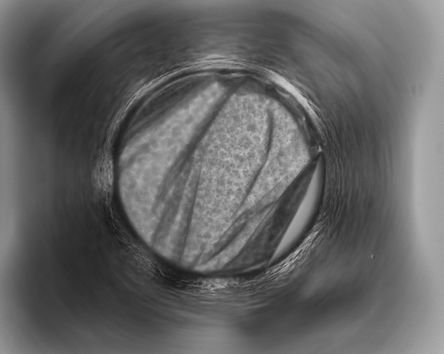 X0000096191461200802081510